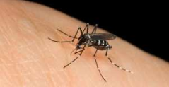 interventi preventivi di disinfestazione per lotta contro le zanzare.